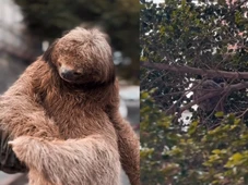 Imagem - Bicho-preguiça é resgatado em bairro nobre de Salvador