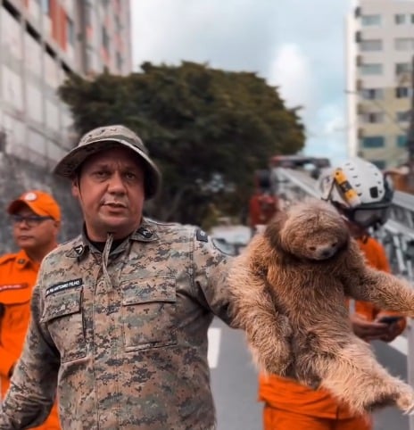 Bicho-preguiça resgatado em Ondina por Reprodução/ Redes sociais