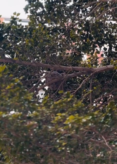 Bicho-preguiça resgatado em Ondina por Reprodução/ Redes sociais