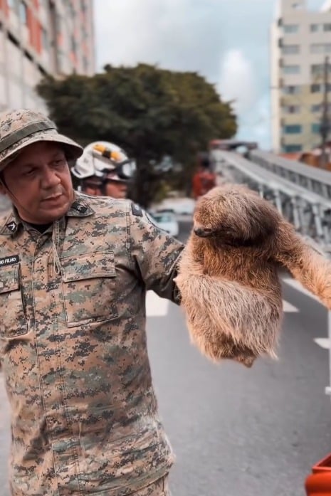 Bicho-preguiça resgatado em Ondina por Reprodução/ Redes sociais