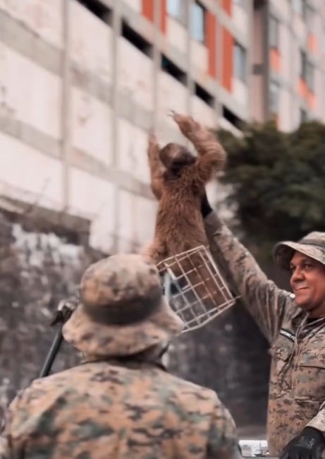 Bicho-preguiça resgatado em Ondina por Reprodução/ Redes sociais