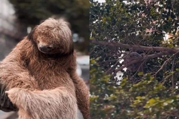 Bicho-preguiça resgatado em Ondina