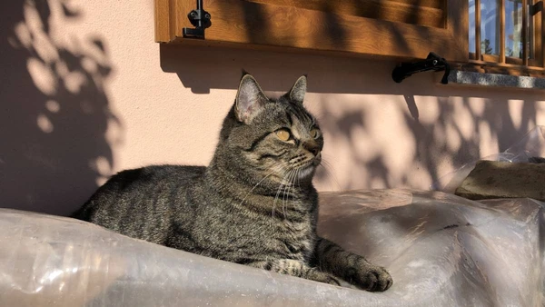  Saiba por que os moradores de Istambul cuidam coletivamente de milhares de felinos