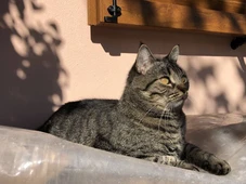 Imagem - A cidade onde os gatos são os donos do lugar e não são incomodados por nada nem ninguém