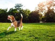 Imagem - Eles sabem quando estamos tristes: cães são capazes de perceber as emoções humanas e se apegar emocionalmente