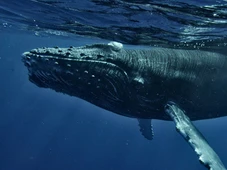 Imagem - De todos os animais que já habitaram a Terra, nenhum é maior do que esse que vive até hoje entre nós