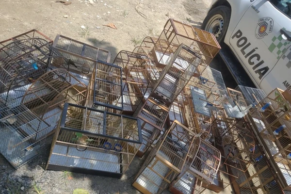 Aves foram devolvidas à natureza