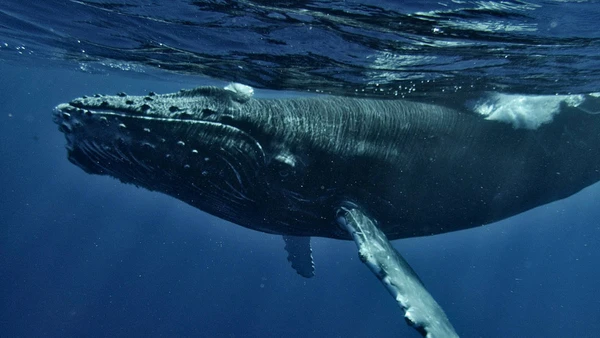 Saiba como o maior animal da história supera os dinossauros e possui um coração do tamanho de um carro.