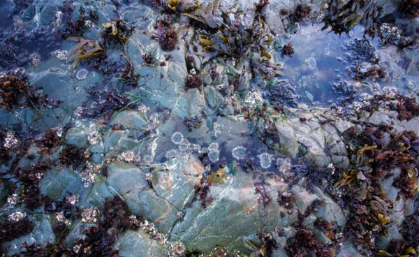 Glass Beach por Reprodução | California Through My Lens