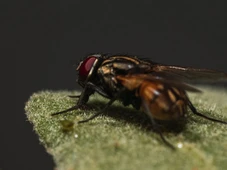 Imagem - Casos de virose da mosca aumentam no verão e podem colocar em risco sua família