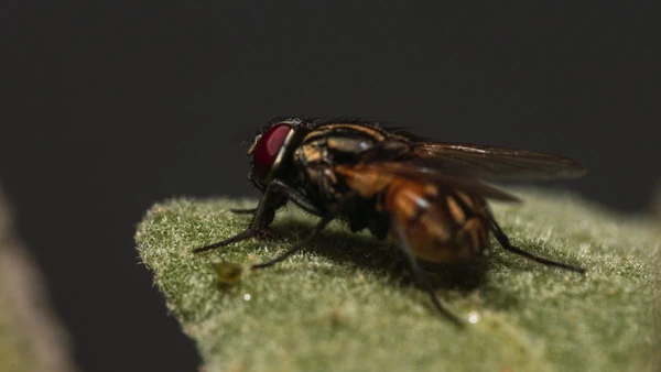 Como esse inseto possui uma vida útil de quase um mês, o potencial de contaminação em uma vizinhança é altíssimo