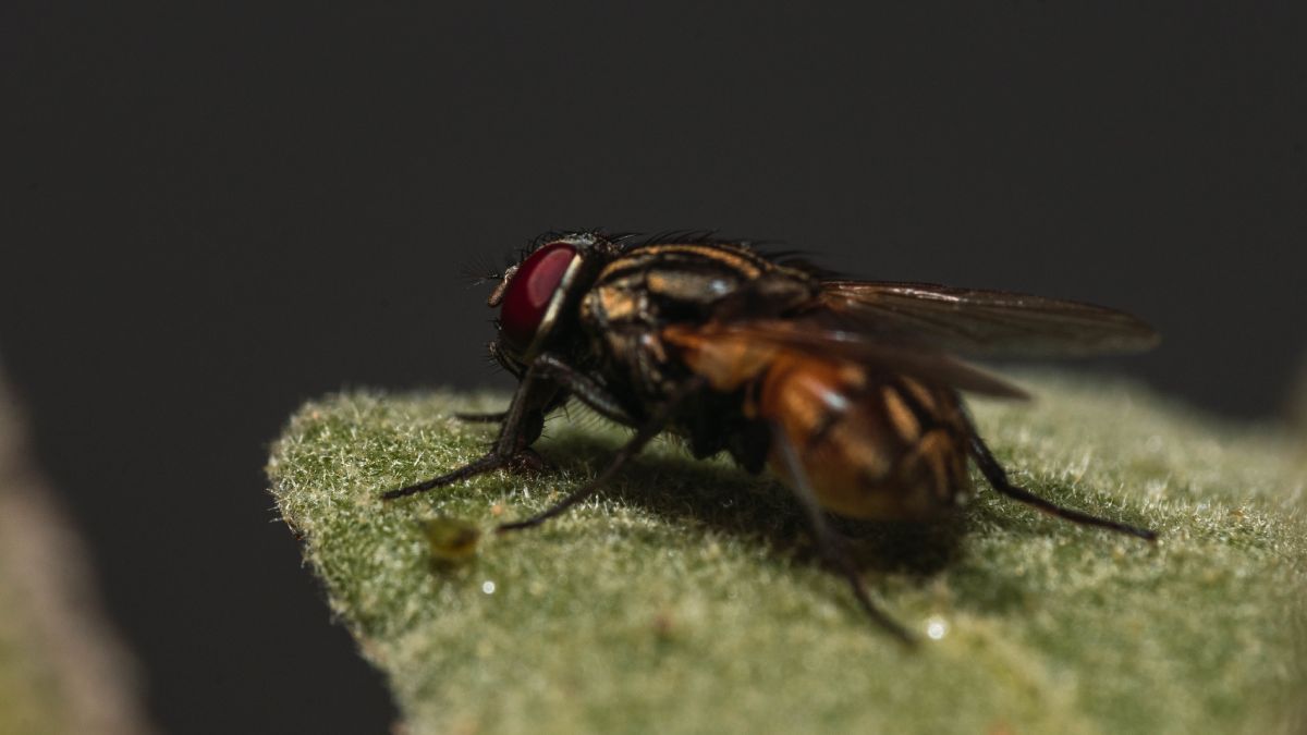 Casos de virose da mosca aumentam no verão e podem colocar em risco sua família