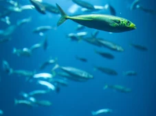 Imagem - Milhões de peixes indo à tona nos canais de Veneza intriga especialistas e surpreende turistas