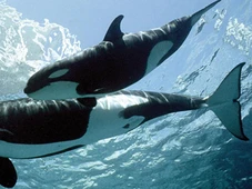 Imagem - Especialistas fazem alerta para colapso ambiental após flagra de ataque de baleias-orcas em geleira