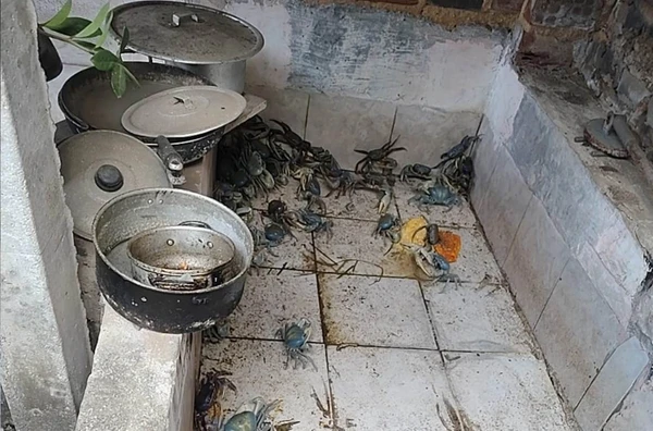 Animais foram apreendidos em Arapiraca por Divulgação/ PM-AL