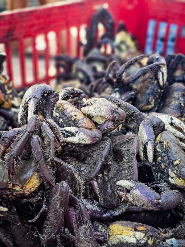 Animais foram apreendidos em Arapiraca por Divulgação/ PM-AL