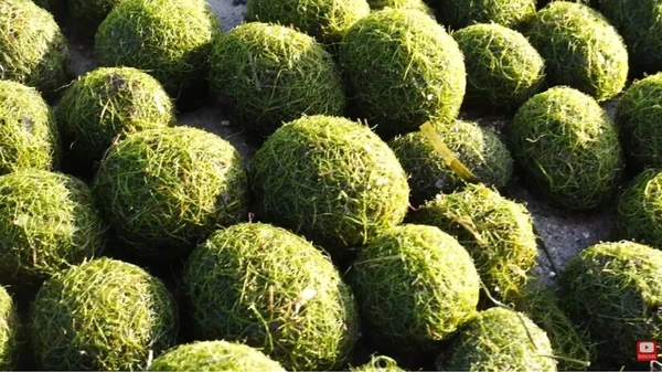 Bolas verdes aparecem em praia local e assustam moradores por Reprodução/YouTube