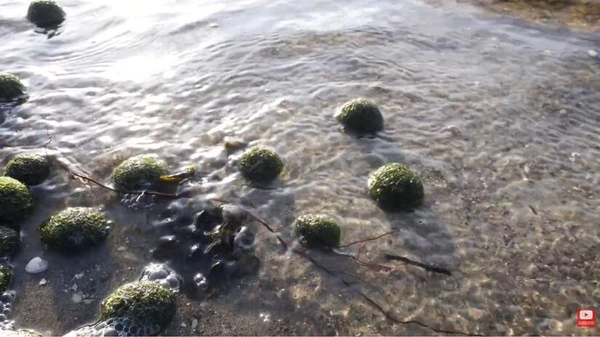 Bolas verdes aparecem em praia local e assustam moradores por Reprodução/YouTube