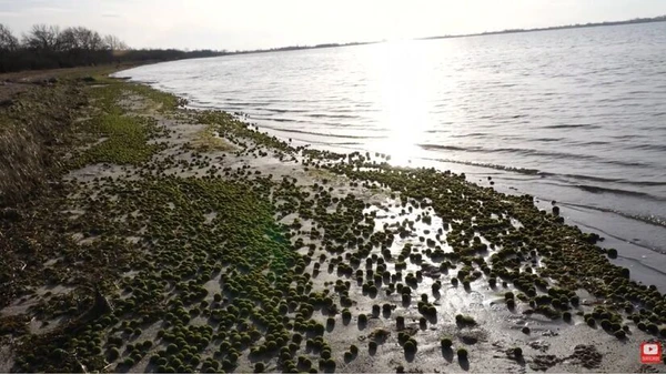 Bolas verdes aparecem em praia local e assustam moradores por Reprodução/YouTube