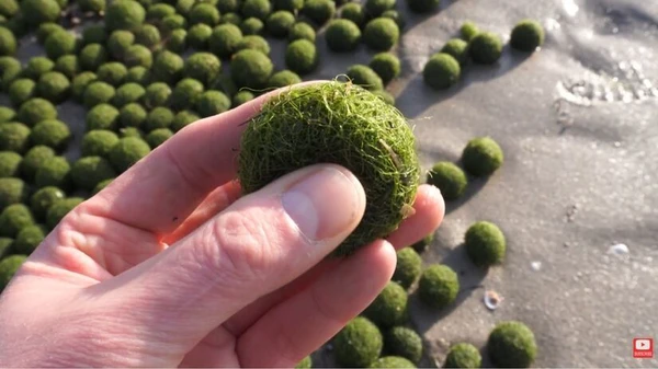 Bolas verdes aparecem em praia local e assustam moradores por Reprodução/YouTube