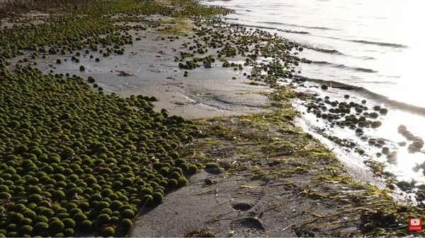 Bolas verdes aparecem em praia local e assustam moradores por Reprodução/YouTube