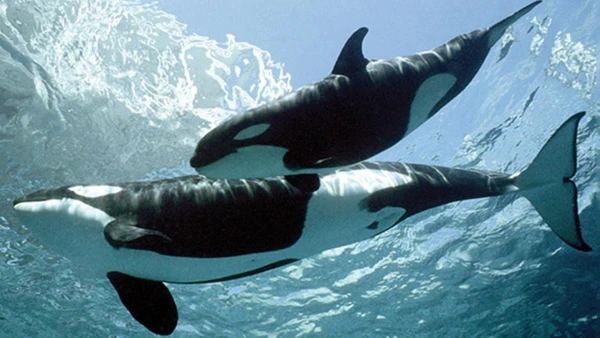 O derretimento das geleiras abre caminho para predadores e altera a vida de focas e ursos-polares