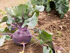 Imagem - Você ainda não ouviu falar desse vegetal que reduz o inchaço abdominal, os gases e melhora a digestão