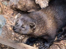Imagem - Câmera deixada em trilha flagra animal raro que cientistas não viam há anos