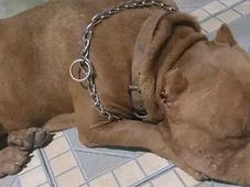 Imagem - Usado por traficante, pitbull avança em policiais e é morto a tiros