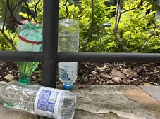 Imagem - Pendurar garrafas com água e vinagre na varanda: por que as pessoas recomendam e para que serve