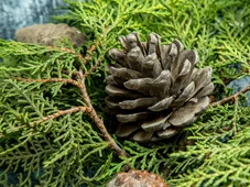 Imagem - Planta tóxica se espalha pelo Brasil e acende alerta entre especialistas