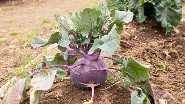 Aprenda receitas simples com couve-rábano para melhorar seu trânsito intestinal hoje mesmo