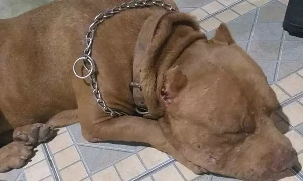 Cão foi morto ao atacar policial