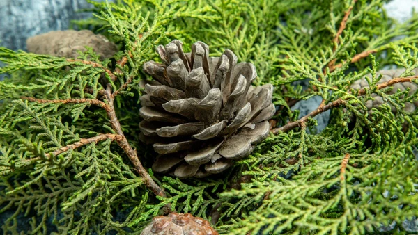 Essa árvore exótica se multiplica com facilidade e provoca impactos severos na vida selvagem de onde se instala