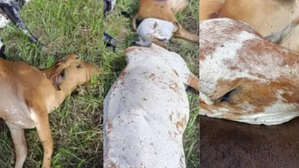 Vacas morreram em fazenda na cidade de Alagoinhas