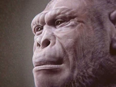 Imagem - Fóssil de 2 milhões de anos pode explicar a destreza humana usada hoje em celulares