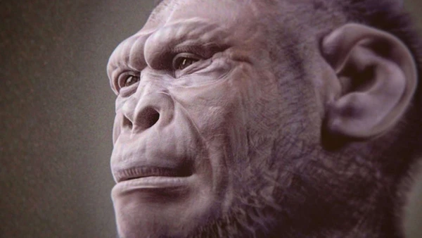 Novo estudo revela detalhes inéditos sobre o corpo e os hábitos do nosso ancestral conhecido como homem habilidoso