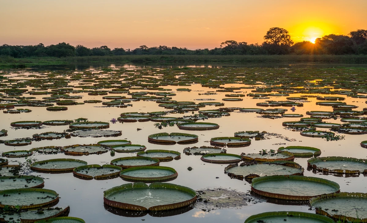 Pantanal (MS) – Natureza intensa e silenciosa por Shutterstock