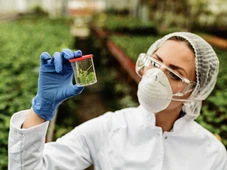 Imagem - A fruta mais popular do mundo é também a mais tóxica; comer no verão pode ser um grande erro