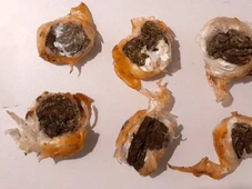 Imagem - Três mulheres são flagradas após tentar entrar em presídio com drogas em “marmita” e partes íntimas