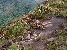 Imagem - Planta rara que custa milhares de reais é encontrada em mercado ilegal no Brasil