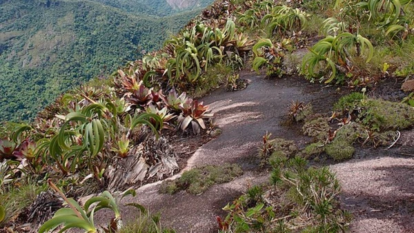 Veja os detalhes da operação que devolveu mudas valiosas ao seu habitat natural