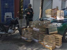 Imagem - Homem é preso por manter mais de 15 aves silvestres em cativeiro