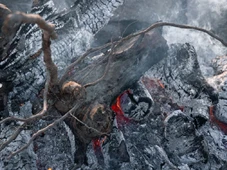 Imagem - O fim de uma era! Especialistas confirmam extinção de seis animais em 2025