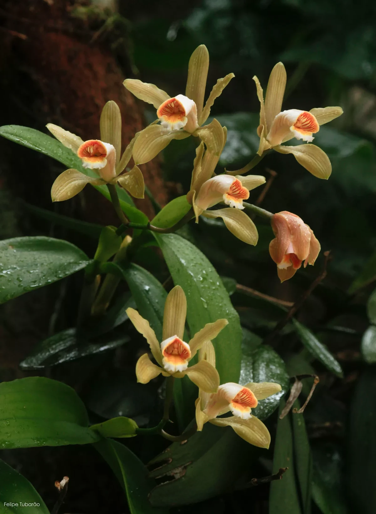 Cattleya forbesii, família Orchidaceae. Orquídea endêmica da Mata Atlântica por Felipe Tubarão