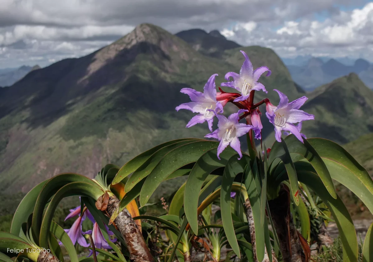 Flor-da-Imperatriz, único representante vivo de um dos gêneros mais primitivos da família Amayllidaceae por Felipe Tubarão