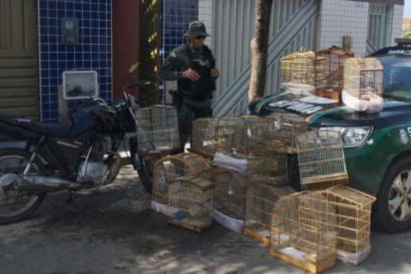 Homem é detido e 16 aves silvestres são resgatadas pela PMCE em Juazeiro do Norte