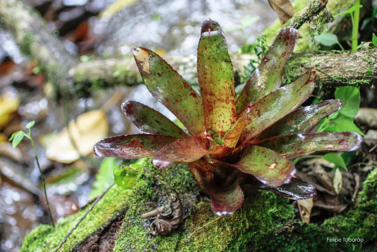 Neoregelia camorimiana, bromélia endêmica da Mata Atlântica por Felipe Tubarão