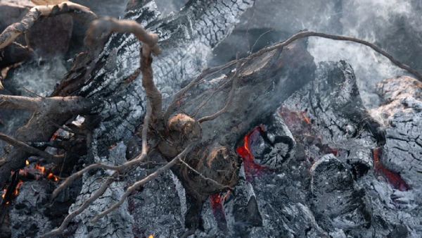 Nova extinção em massa começou sua aceleração a partir da Revolução Industrial