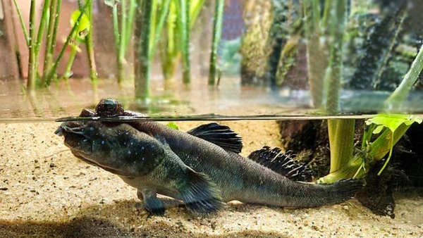 O peixe-saltador do lodo desafia a biologia ao respirar e andar em ambiente terrestre